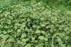 Triumfetta rhomboidea